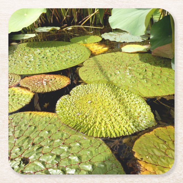 Dessous-de-verre Carré En Papier Coaster de Lily Pads (Devant)