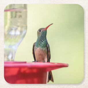 Dessous-de-verre Carré En Papier Colibri à ventre cassé au Texas