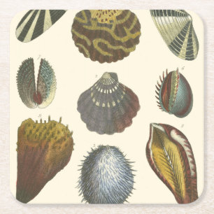 Dessous-de-verre Carré En Papier Collection de conchyliologie