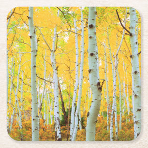Dessous-de-verre Carré En Papier Couleurs d'automne des arbres d'Aspen 1