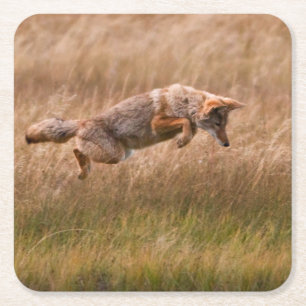 Dessous-de-verre Carré En Papier Coyote sautant - prés de gibbon