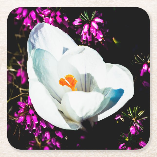Dessous-de-verre Carré En Papier Crocus Au Lit Fleur (Devant)