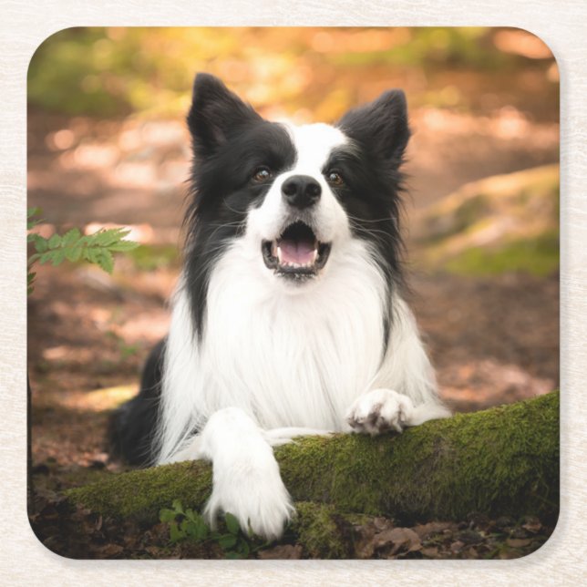 Dessous-de-verre Carré En Papier Cutest Baby Animals | Black & White Border Collie (Devant)