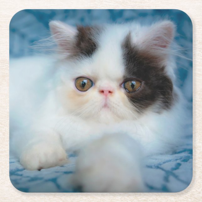 Dessous-de-verre Carré En Papier Cutest Baby Animals | Black & White Kitten (Devant)