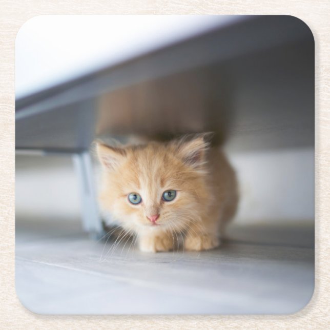 Dessous-de-verre Carré En Papier Cutest Baby Animals | Fluffy Orange Kitten (Devant)