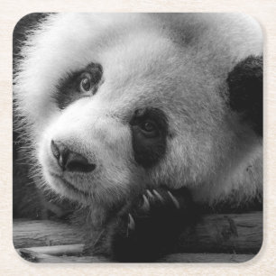 Dessous-de-verre Carré En Papier Cutest Baby Animals Giant Panda Bear Cub