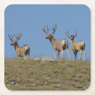 Dessous-de-verre Carré En Papier D9 Mule Deer Bucks in Velvet