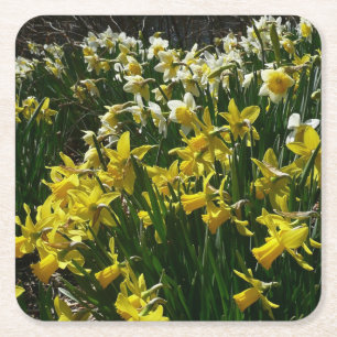 Dessous-de-verre Carré En Papier Daffodiles jaunes et blancs Fleurs de printemps