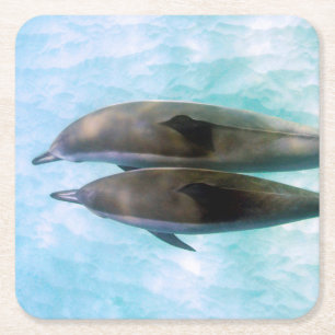 Dessous-de-verre Carré En Papier Dauphins de fileur Oahu Hawaï
