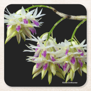 Dessous-de-verre Carré En Papier Dendrobium Amethystoglossum
