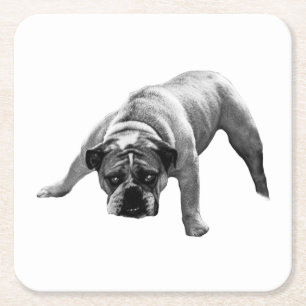 Dessous-de-verre Carré En Papier Dessous de verre Bulldog à surveiller