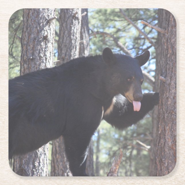 Dessous-de-verre Carré En Papier Dessous de verre de boisson de l'ours noir (Devant)