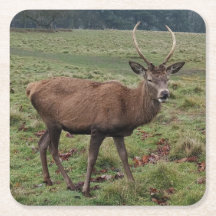 Dessous de verre de cerfs