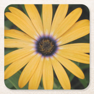 Dessous-de-verre Carré En Papier Dessous de verre Jaune Daisy Party