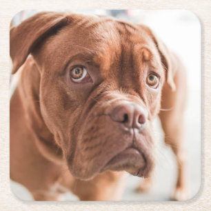 Dessous-de-verre Carré En Papier Dessous de verre mignons 6 de chien