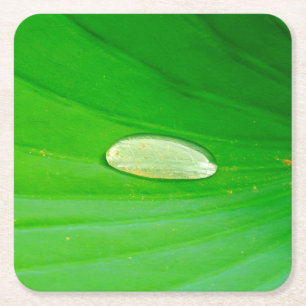 Dessous-de-verre Carré En Papier Dessous de verre papier Lily Pad