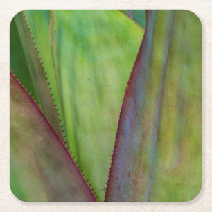 Dessous-de-verre Carré En Papier Détail de la plante d'Agave