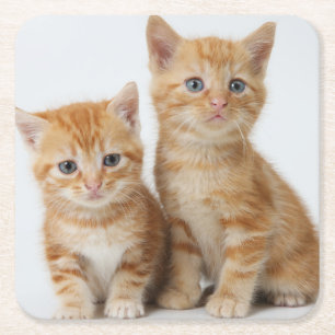 Dessous-de-verre Carré En Papier Deux chatons adorables