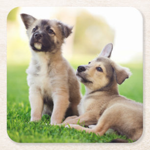 Dessous-de-verre Carré En Papier Deux chiots bergers allemands
