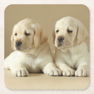 Dessous-de-verre Carré En Papier Deux Marionnettes Golden Labrador