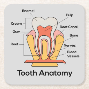 Dessous-de-verre Carré En Papier Diagramme d'anatomie de dent