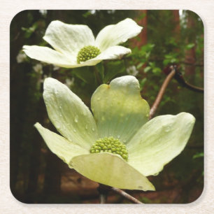 Dessous-de-verre Carré En Papier Dogwoods et séquoias dans le parc national Yosemit