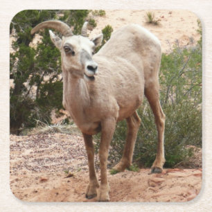 Dessous-de-verre Carré En Papier Drôle Mouton de Bighorn dans le parc national Zion