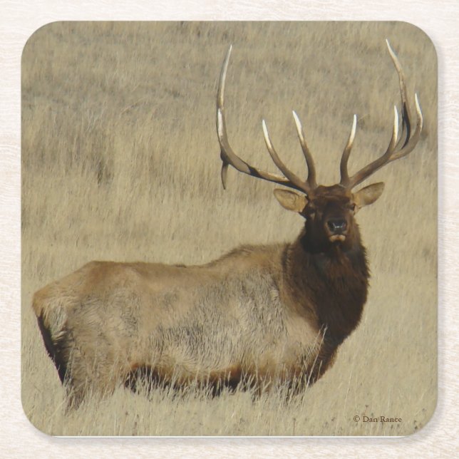 Dessous-de-verre Carré En Papier E30 Bull Elk (Devant)