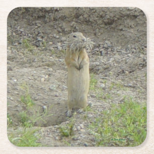 Dessous-de-verre Carré En Papier Écureuil terrestre de Richardson (Gopher)