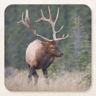 Dessous-de-verre Carré En Papier Elk de montagne Rocky