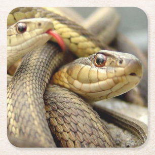 Dessous-de-verre Carré En Papier Ensemble de Dessous de verre de serpents très Cool