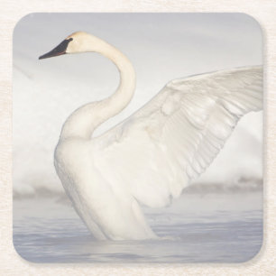 Dessous-de-verre Carré En Papier États-Unis, Wyoming, Cygne trompette étend ses ail