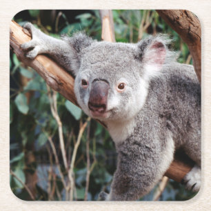 Dessous-de-verre Carré En Papier Featherdale Wildlife Park, ours koalas