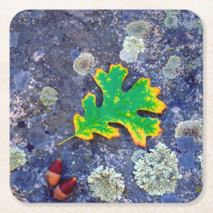 Dessous-de-verre Carré En Papier Feuille de chêne et glands sur une roche couverte 