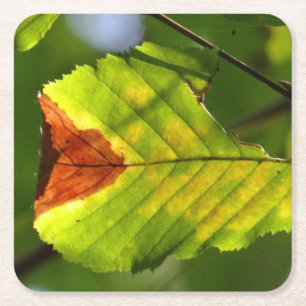 Dessous-de-verre Carré En Papier Feuille verte d'automne