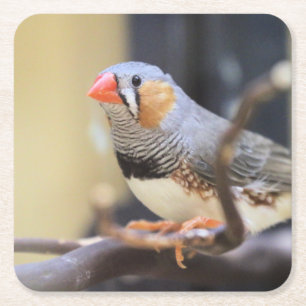 Dessous-de-verre Carré En Papier Finch