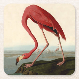 Dessous-de-verre Carré En Papier Flamant rose américain d'Audubon