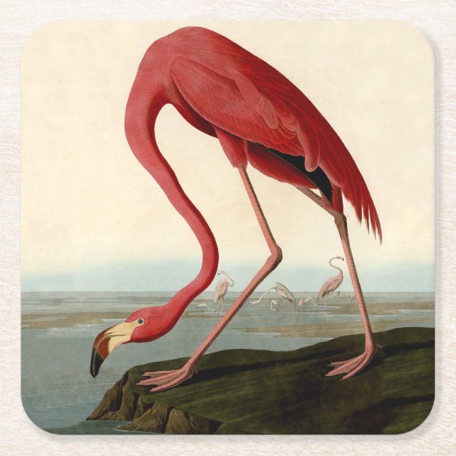 Dessous-de-verre Carré En Papier Flamant rose américain d'Audubon (Devant)