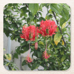 Dessous-de-verre Carré En Papier Fleur de corail frangée tropicale de ketmie