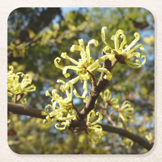 Dessous-de-verre Carré En Papier Fleurs à puces de sorcière (Devant)
