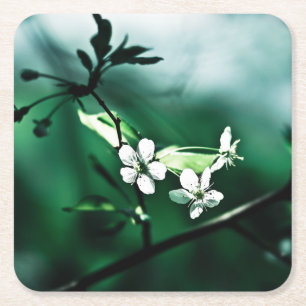 Dessous-de-verre Carré En Papier Fleurs de cerisiers blancs
