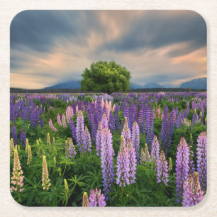 Dessous-de-verre Carré En Papier Flowers (homonymie) Lupine Field à New Zealand