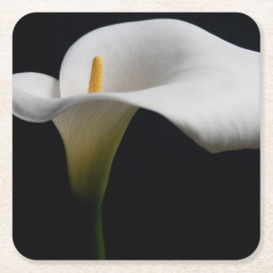 Dessous-de-verre Carré En Papier Flowers (homonymie) White Calla Lily