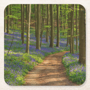 Dessous-de-verre Carré En Papier Forests Bluebell Forest in Belgium