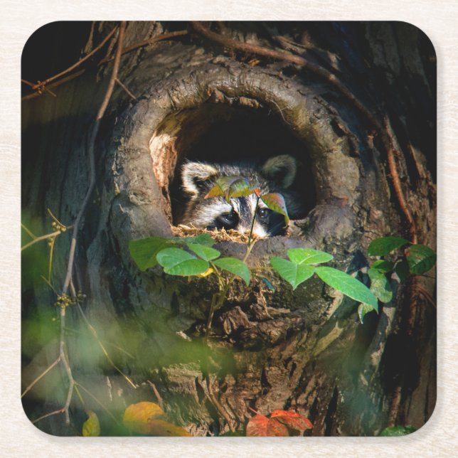 Dessous-de-verre Carré En Papier Forêt | Raccoon Peeking (Devant)