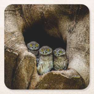 Dessous-de-verre Carré En Papier Forêt   Trois Chouettes