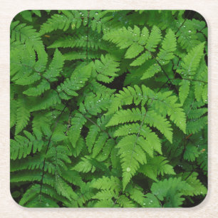 Dessous-de-verre Carré En Papier Fougère bracken avec gouttes de pluie, État de Was