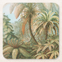 Fougères, Filicinae Laubfarne par Ernst Haeckel