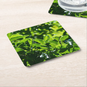Dessous-de-verre Carré En Papier fraîche printemps, été feuilles vertes dessous de