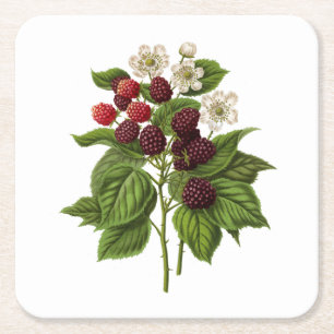Dessous-de-verre Carré En Papier Fruits : A014 Blackberry -